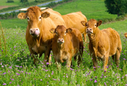 LIMOUSIN CATTLE, AN EXCEPTIONAL BREED